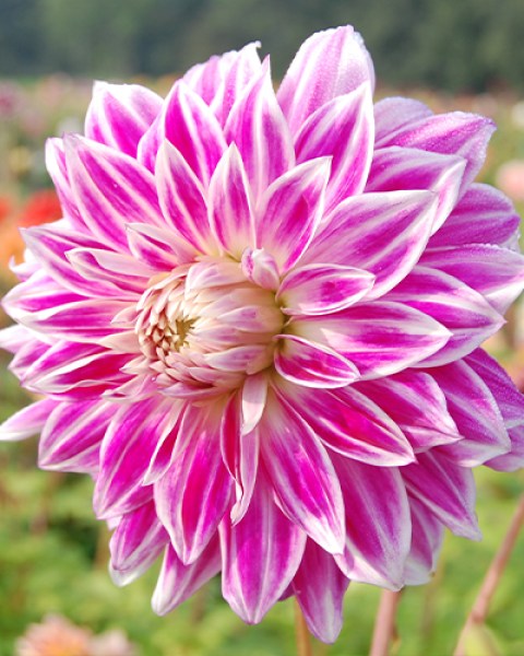 Dahlia Bristol Stripe1